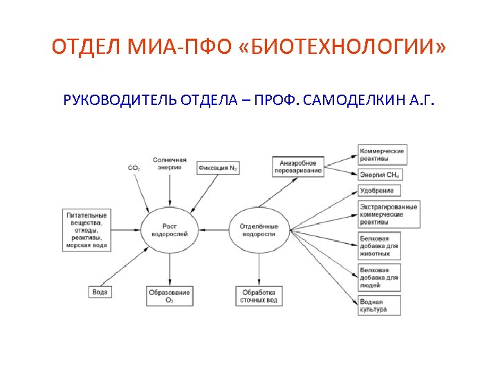 ОТДЕЛ МИА-ПФО «БИОТЕХНОЛОГИИ» РУКОВОДИТЕЛЬ ОТДЕЛА – ПРОФ. САМОДЕЛКИН А. Г. 