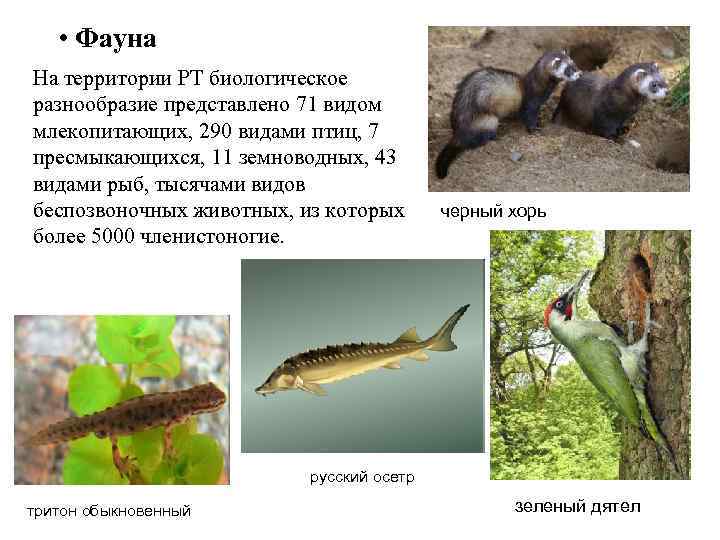  • Фауна На территории РТ биологическое разнообразие представлено 71 видом млекопитающих, 290 видами