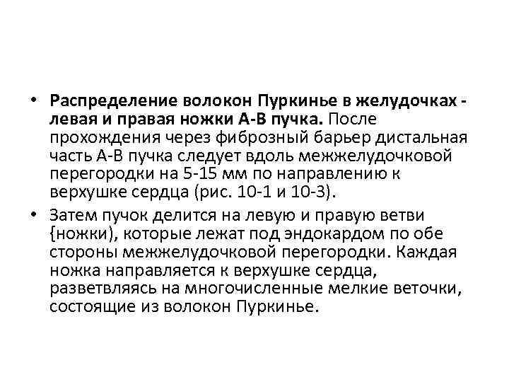  • Распределение волокон Пуркинье в желудочках левая и правая ножки А-В пучка. После