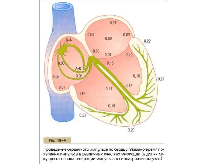 Проведение сердца. Проведение импульса в сердце. Проведение возбуждения в сердце. Проведение импульса по сердцу. Возникновение и распространение возбуждения в сердце.