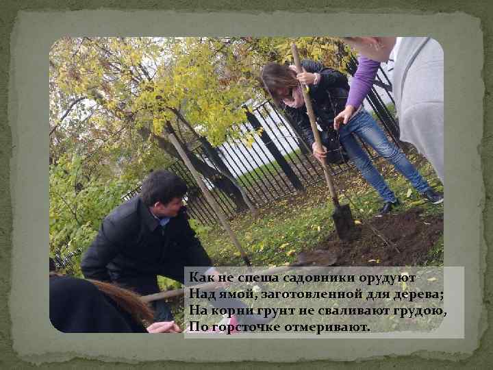 Как не спеша садовники орудуют Над ямой, заготовленной для дерева; На корни грунт не