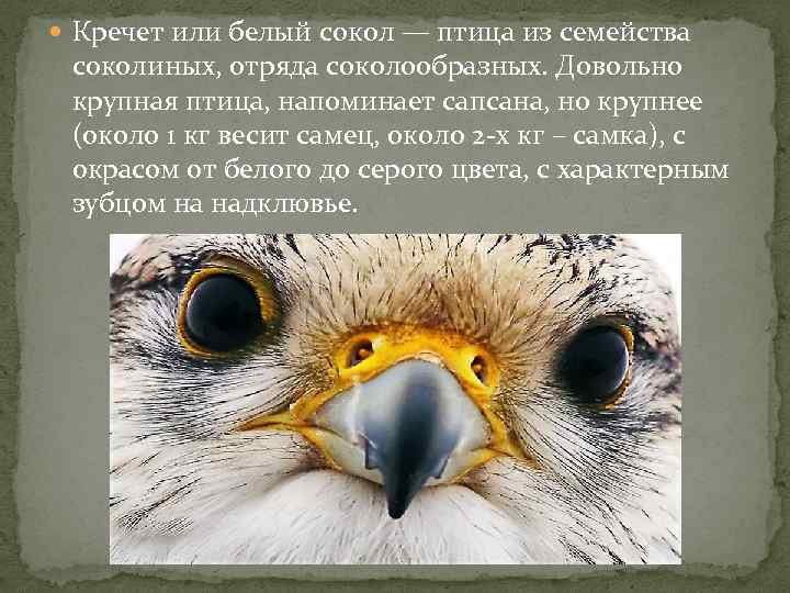  Кречет или белый сокол — птица из семейства соколиных, отряда соколообразных. Довольно крупная