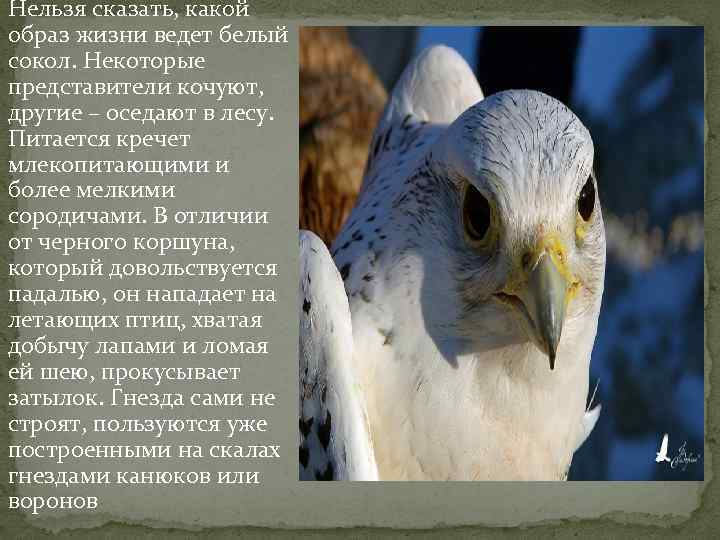 Нельзя сказать, какой образ жизни ведет белый сокол. Некоторые представители кочуют, другие – оседают