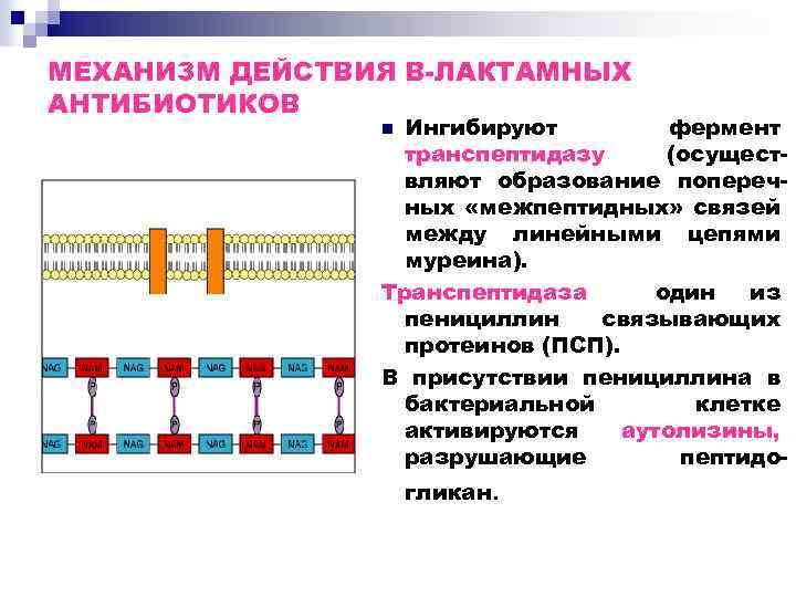 МЕХАНИЗМ ДЕЙСТВИЯ В-ЛАКТАМНЫХ АНТИБИОТИКОВ Ингибируют фермент транспептидазу (осуществляют образование поперечных «межпептидных» связей между линейными