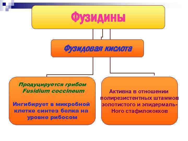 Фузидины Фузидовая кислота Продуцируется грибом Fusidium coccineum Ингибирует в микробной клетке синтез белка на