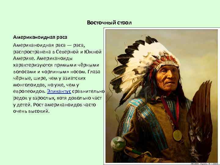 Восточный ствол Американоидная раса — раса, распространена в Северной и Южной Америке. Американоиды характеризуются