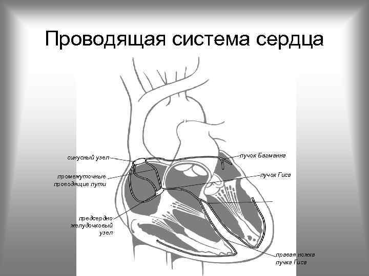 Предсердно желудочковый клапан это