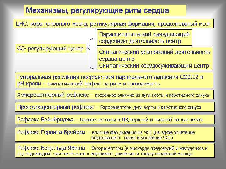 Механизмы, регулирующие ритм сердца ЦНС: кора головного мозга, ретикулярная формация, продолговатый мозг Парасимпатический замедляющий