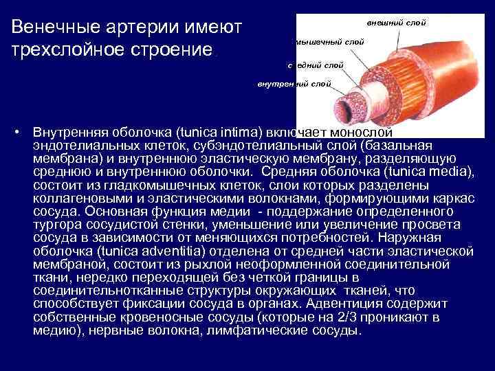 Наружный слой сосудистой стенки