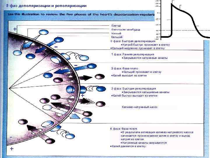 5 фаз деполяризации и реполяризации Клетка Клеточная мембрана Натрий Кальций 0 фаза: Быстрая деполяризация