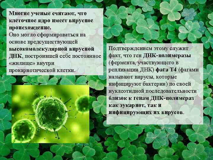 Многие ученые считают, что клеточное ядро имеет вирусное происхождение. Оно могло сформироваться на основе