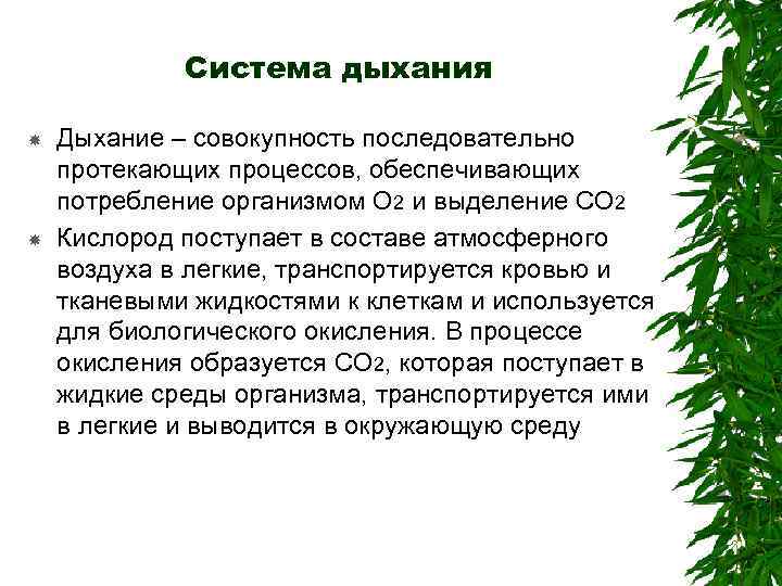 Система дыхания Дыхание – совокупность последовательно протекающих процессов, обеспечивающих потребление организмом О 2 и