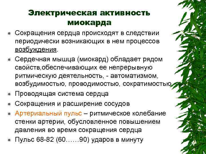 Электрическая активность миокарда Сокращения сердца происходят в следствии периодически возникающих в нем процессов возбуждения.