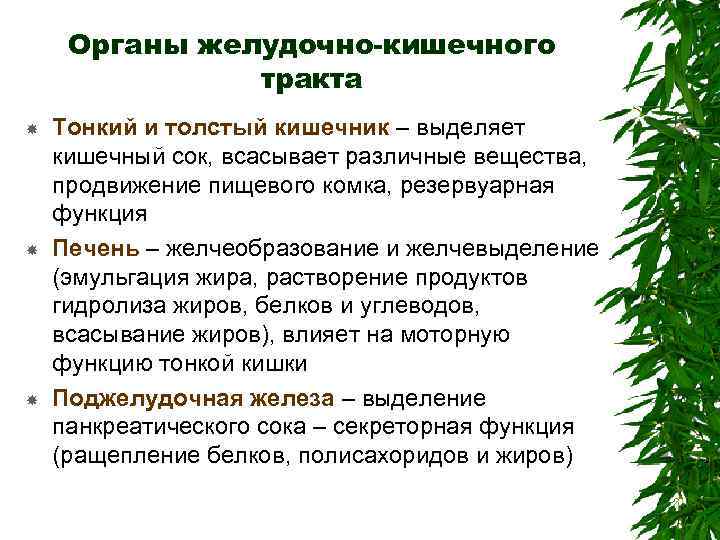 Органы желудочно-кишечного тракта Тонкий и толстый кишечник – выделяет кишечный сок, всасывает различные вещества,