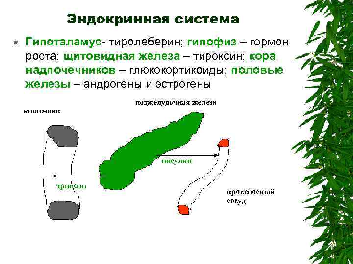 Эндокринная система Гипоталамус- тиролеберин; гипофиз – гормон роста; щитовидная железа – тироксин; кора надпочечников