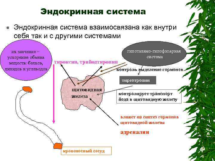 Эндокринная система взаимосвязана как внутри себя так и с другими системами их значение –