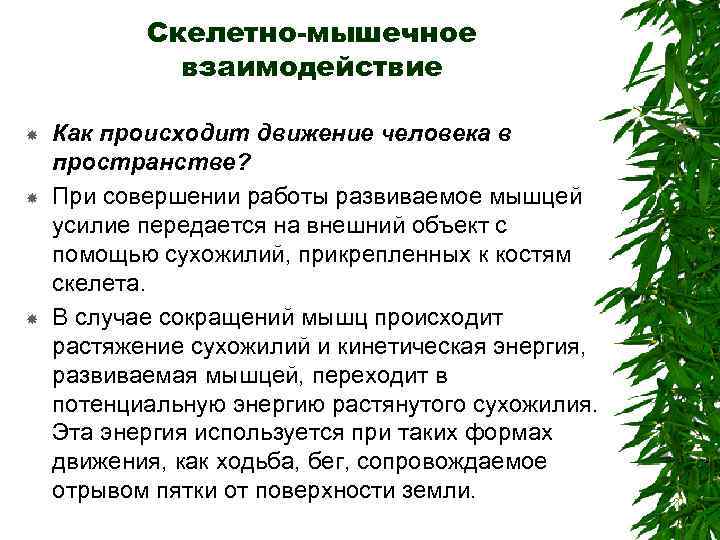 Скелетно-мышечное взаимодействие Как происходит движение человека в пространстве? При совершении работы развиваемое мышцей усилие