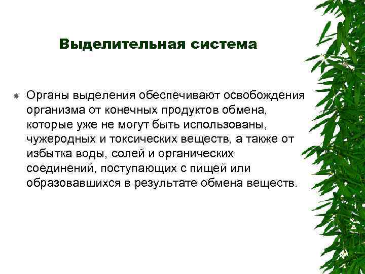 Выделительная система Органы выделения обеспечивают освобождения организма от конечных продуктов обмена, которые уже не