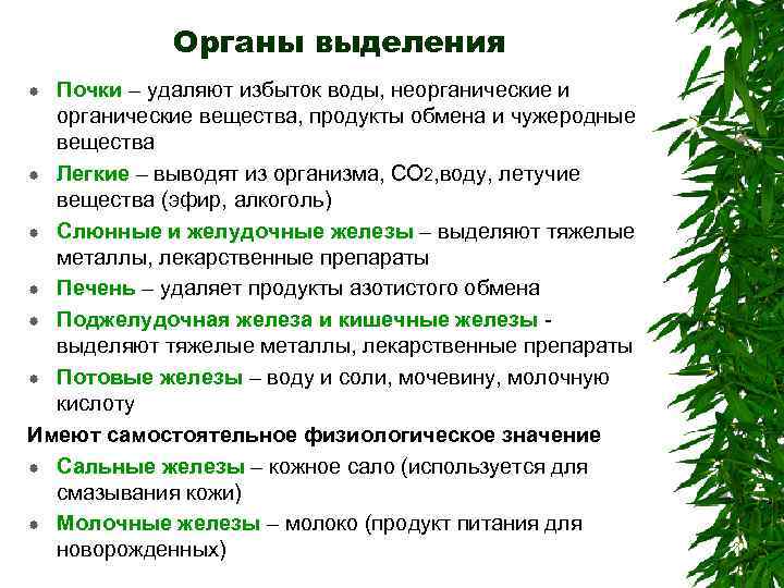 Органы выделения Почки – удаляют избыток воды, неорганические и органические вещества, продукты обмена и