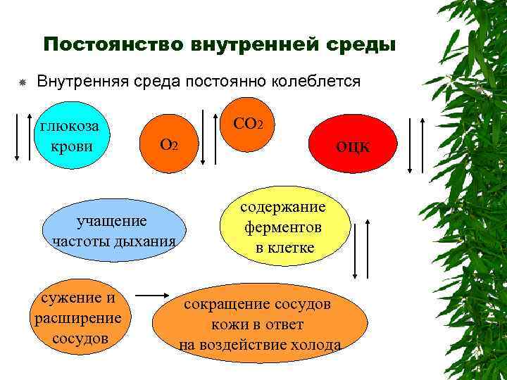 Постоянство внутренней среды Внутренняя среда постоянно колеблется глюкоза крови СО 2 учащение частоты дыхания