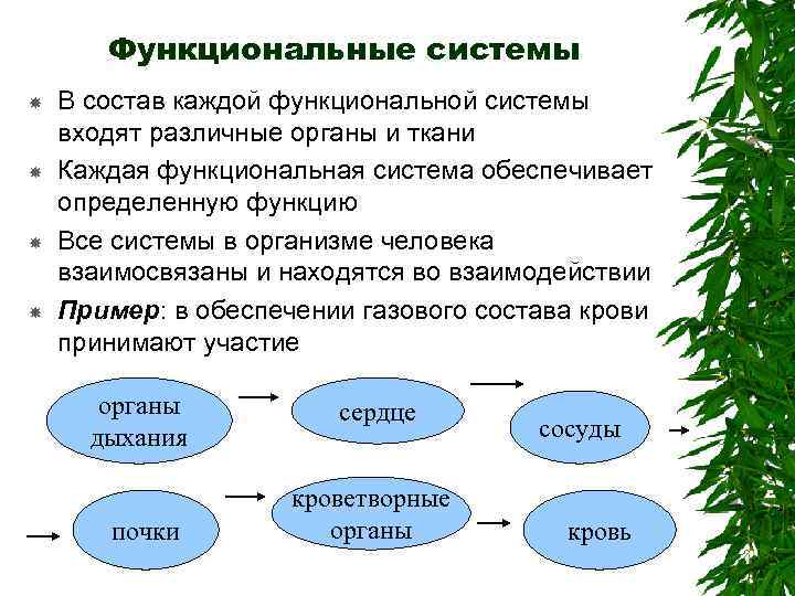 Функциональные системы В состав каждой функциональной системы входят различные органы и ткани Каждая функциональная