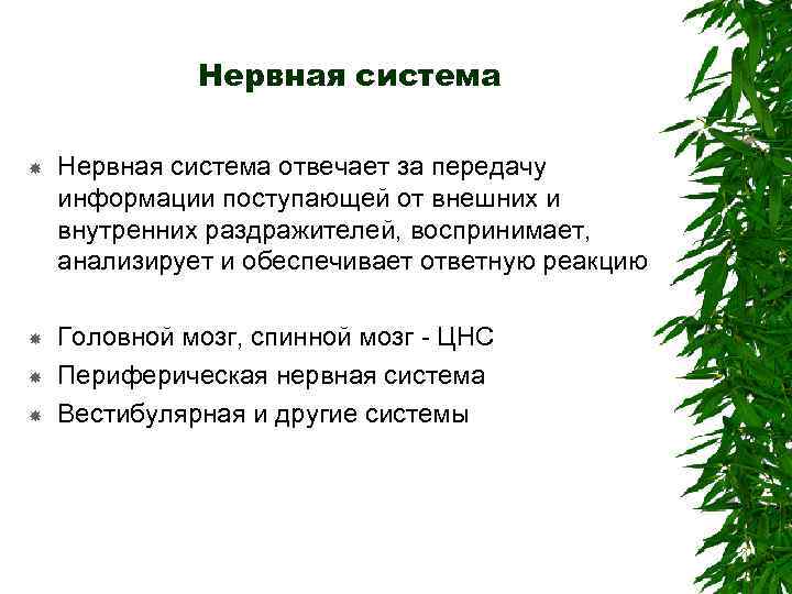 Нервная система отвечает за передачу информации поступающей от внешних и внутренних раздражителей, воспринимает, анализирует