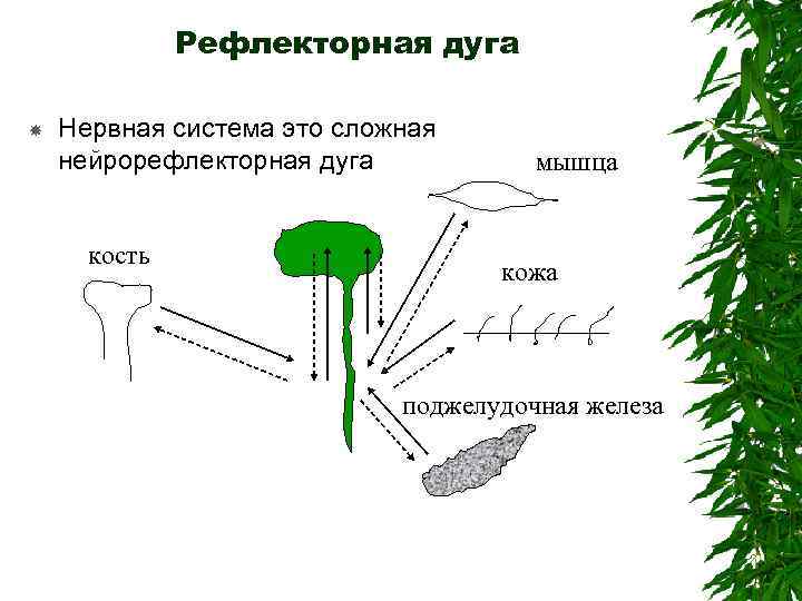 Рефлекторная дуга Нервная система это сложная нейрорефлекторная дуга кость мышца кожа поджелудочная железа 