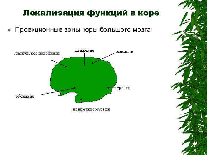 Локализация функций в коре Проекционные зоны коры большого мозга статическое положение движение осязание зрение