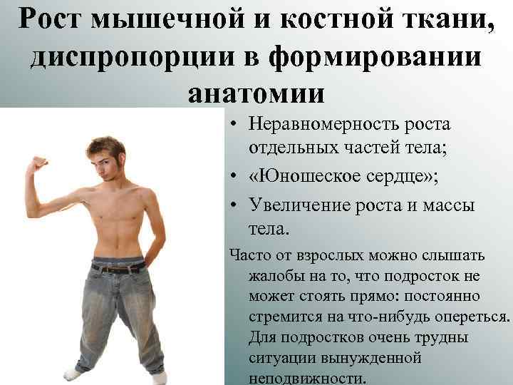 Рост мышечной и костной ткани, диспропорции в формировании анатомии • Неравномерность роста отдельных частей