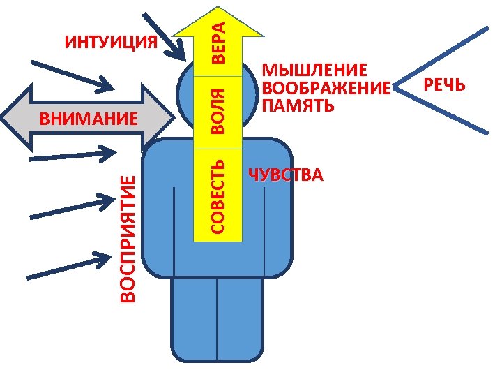 ВОСПРИЯТИЕ ВЕРА ВОЛЯ ВНИМАНИЕ СОВЕСТЬ ИНТУИЦИЯ МЫШЛЕНИЕ ВООБРАЖЕНИЕ ПАМЯТЬ ЧУВСТВА РЕЧЬ 