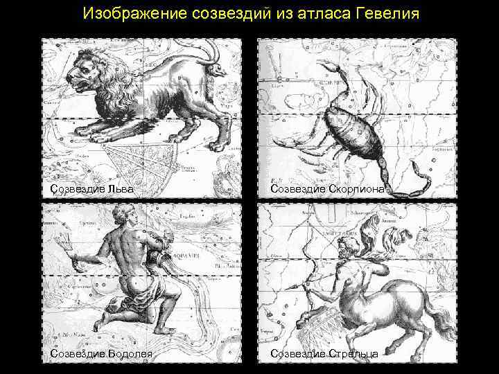 Изображение созвездий из атласа Гевелия Созвездие Льва Созвездие Скорпиона Созвездие Водолея Созвездие Стрельца 