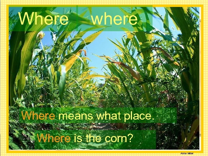 Where where Where means what place. Where is the corn? Anne Miller 