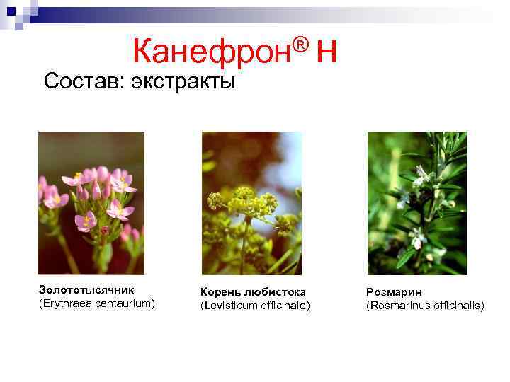 ® Канефрон Состав: экстракты Золототысячник (Erythraea centaurium) Корень любистока (Levisticum officinale) н Розмарин (Rosmarinus