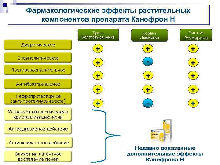 Фармакологические эффекты растительных компонентов препарата Канефрон Н Трава Золототысячника Диуретическое Спазмолитическое Противовоспалительное Антибактериальное Нефропротекторное