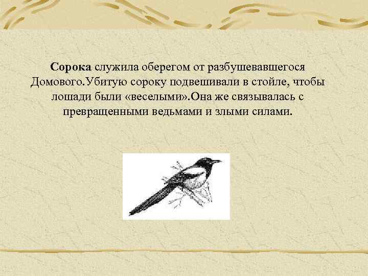 Сорока служила оберегом от разбушевавшегося Домового. Убитую сороку подвешивали в стойле, чтобы лошади были