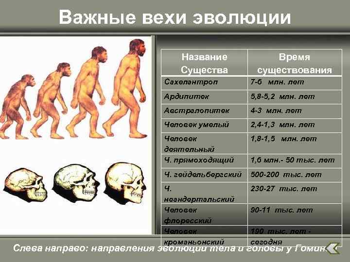 Важные вехи эволюции Название Существа Время существования Сахелантроп 7 -6 млн. лет Ардипитек 5,