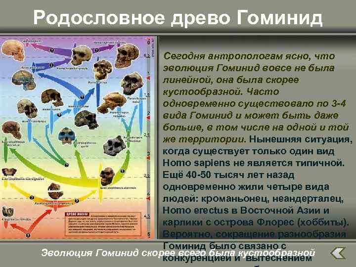 Родословное древо Гоминид Сегодня антропологам ясно, что эволюция Гоминид вовсе не была линейной, она