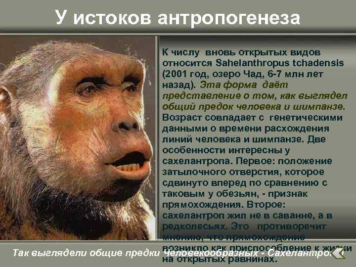 У истоков антропогенеза К числу вновь открытых видов относится Sahelanthropus tchadensis (2001 год, озеро