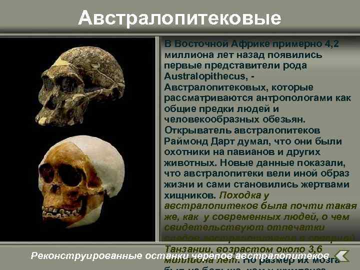 Австралопитековые В Восточной Африке примерно 4, 2 миллиона лет назад появились первые представители рода