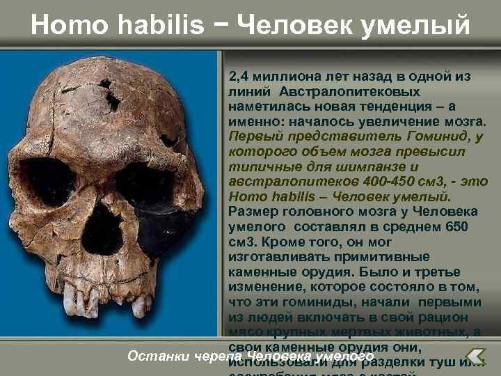 Homo habilis − Человек умелый 2, 4 миллиона лет назад в одной из линий