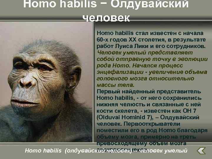 Homo habilis − Олдувайский человек Homo habilis стал известен с начала 60 -х годов