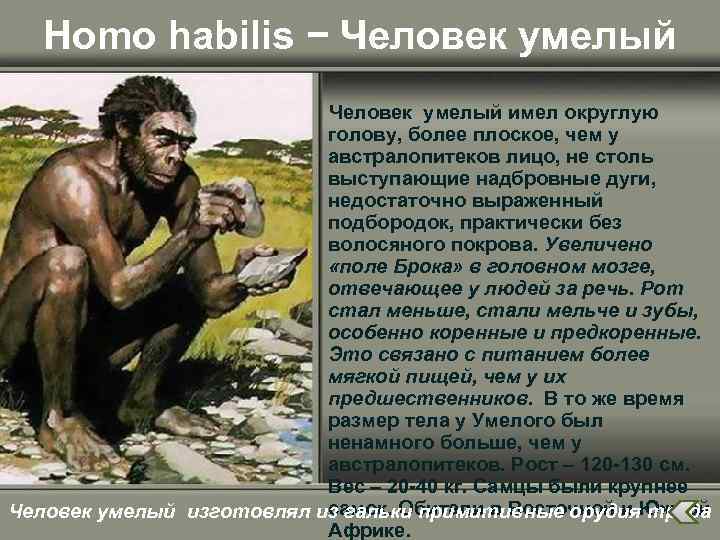 Homo habilis − Человек умелый имел округлую голову, более плоское, чем у австралопитеков лицо,