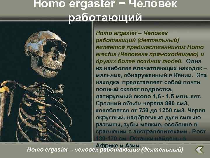 Homo ergaster − Человек работающий Homo ergaster – Человек работающий (деятельный) является предшественником Homo