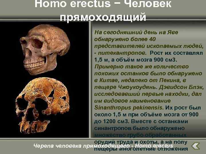 Homo erectus − Человек прямоходящий На сегодняшний день на Яве обнаружено более 40 представителей