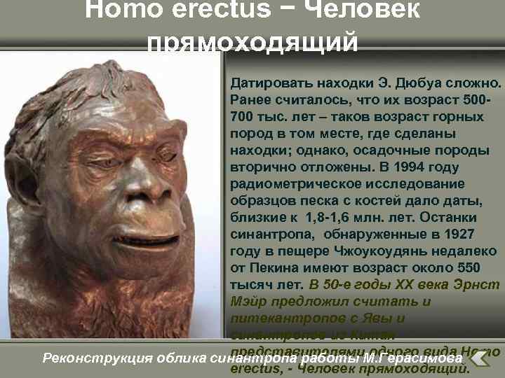 Homo erectus − Человек прямоходящий Датировать находки Э. Дюбуа сложно. Ранее считалось, что их