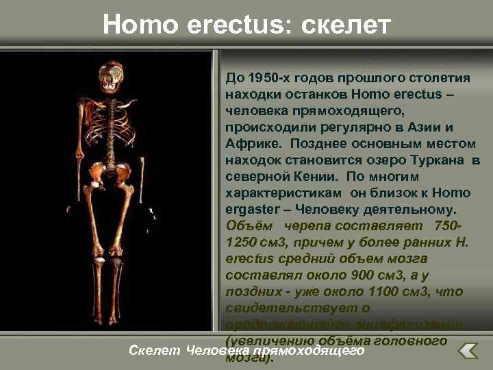 Homo erectus: скелет До 1950 -х годов прошлого столетия находки останков Homo erectus –