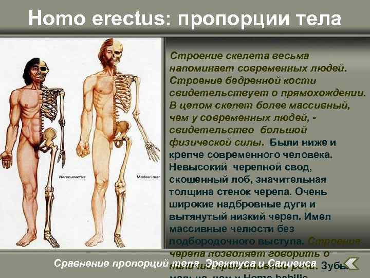 Homo erectus: пропорции тела Строение скелета весьма напоминает современных людей. Строение бедренной кости свидетельствует