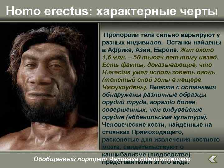 Homo erectus: характерные черты Пропорции тела сильно варьируют у разных индивидов. Останки найдены в