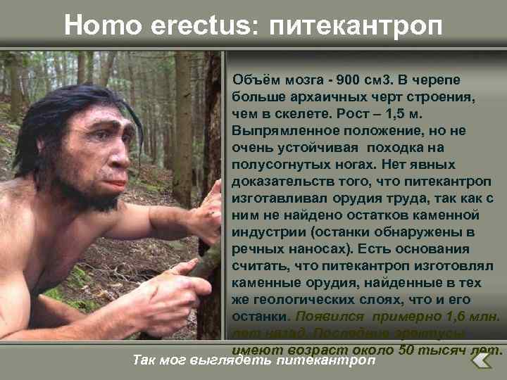 Homo erectus: питекантроп Объём мозга - 900 см 3. В черепе больше архаичных черт