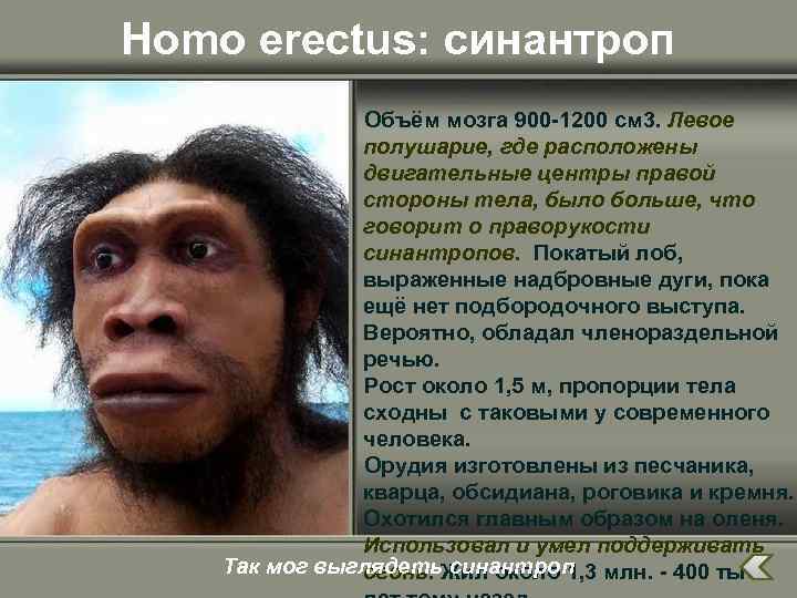 Homo erectus: cинантроп Объём мозга 900 -1200 см 3. Левое полушарие, где расположены двигательные